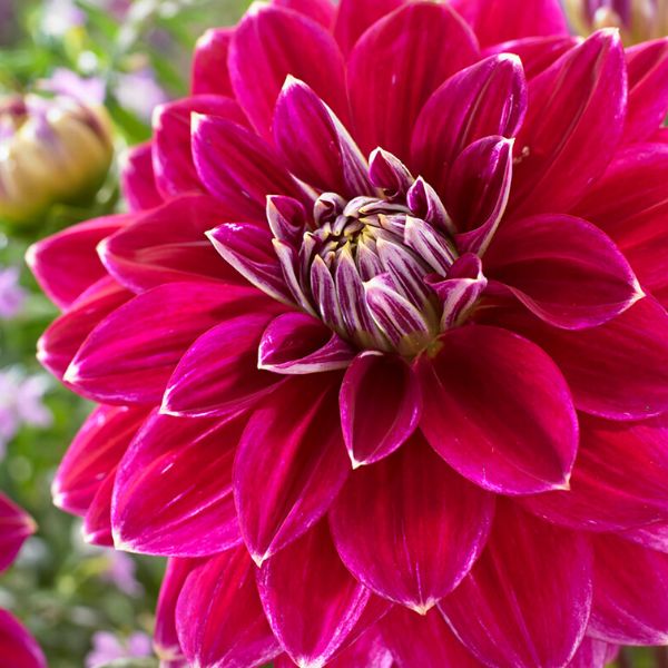 Maldini Dahlia Blooms
