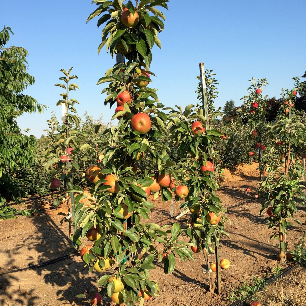 Columnar apple tree with fruits in an orchard