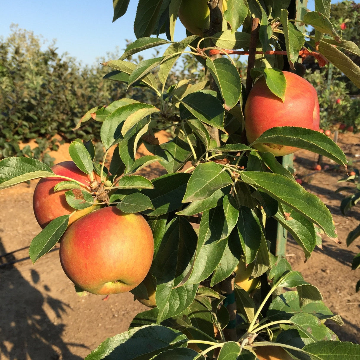 Blushing Delight apples on a tree branch with a blurred orchard background