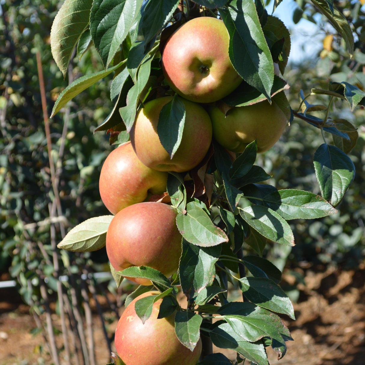 Apples hanging from a blushing delight apple tree branch with green leaves