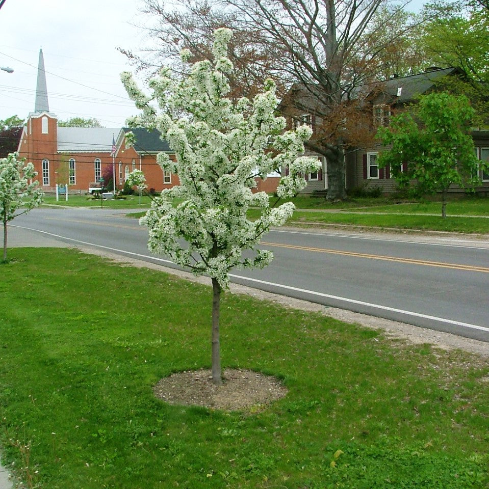 Sweet Sugar Tyme Crabapple tree covered in white spring blooms along a street