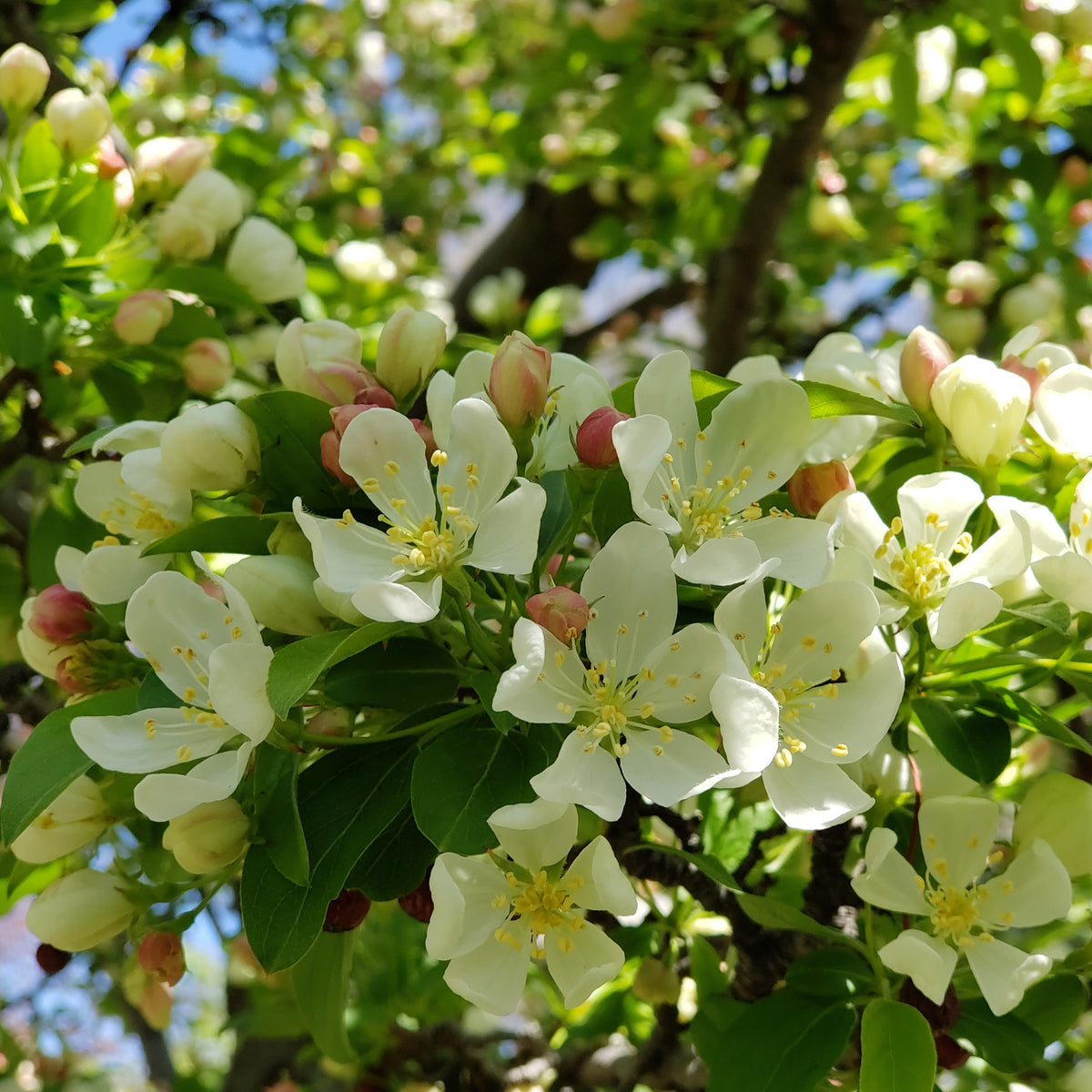 Fragrant white Sweet Sugar Tyme Crabapple flowers with yellow centers