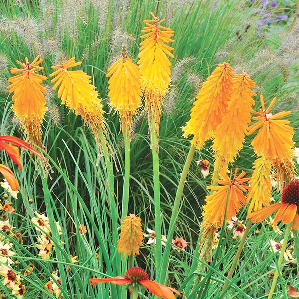 Mango Popsicle™ Dwarf Poker