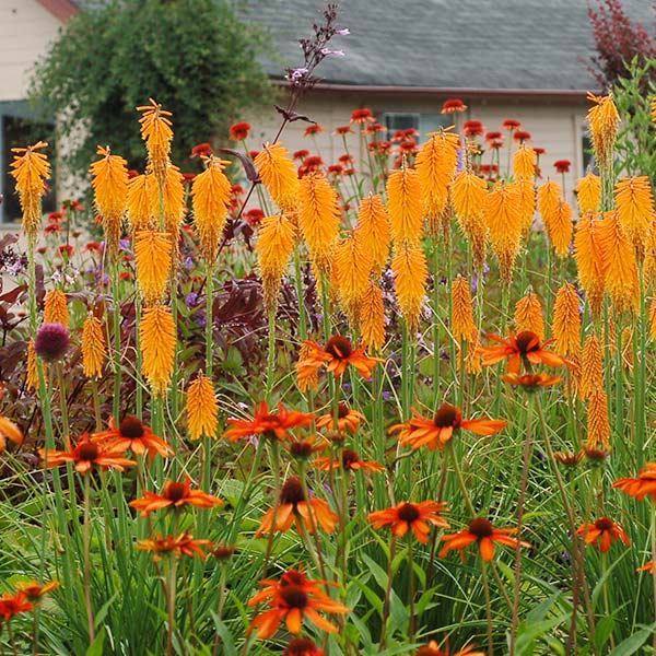 Mango Popsicle™ Dwarf Poker