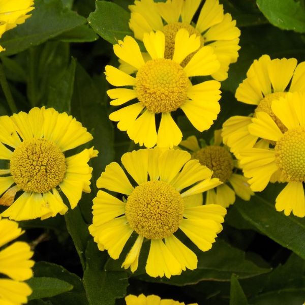 Mariachi™ Sombrero Helenium Close Up Bloom