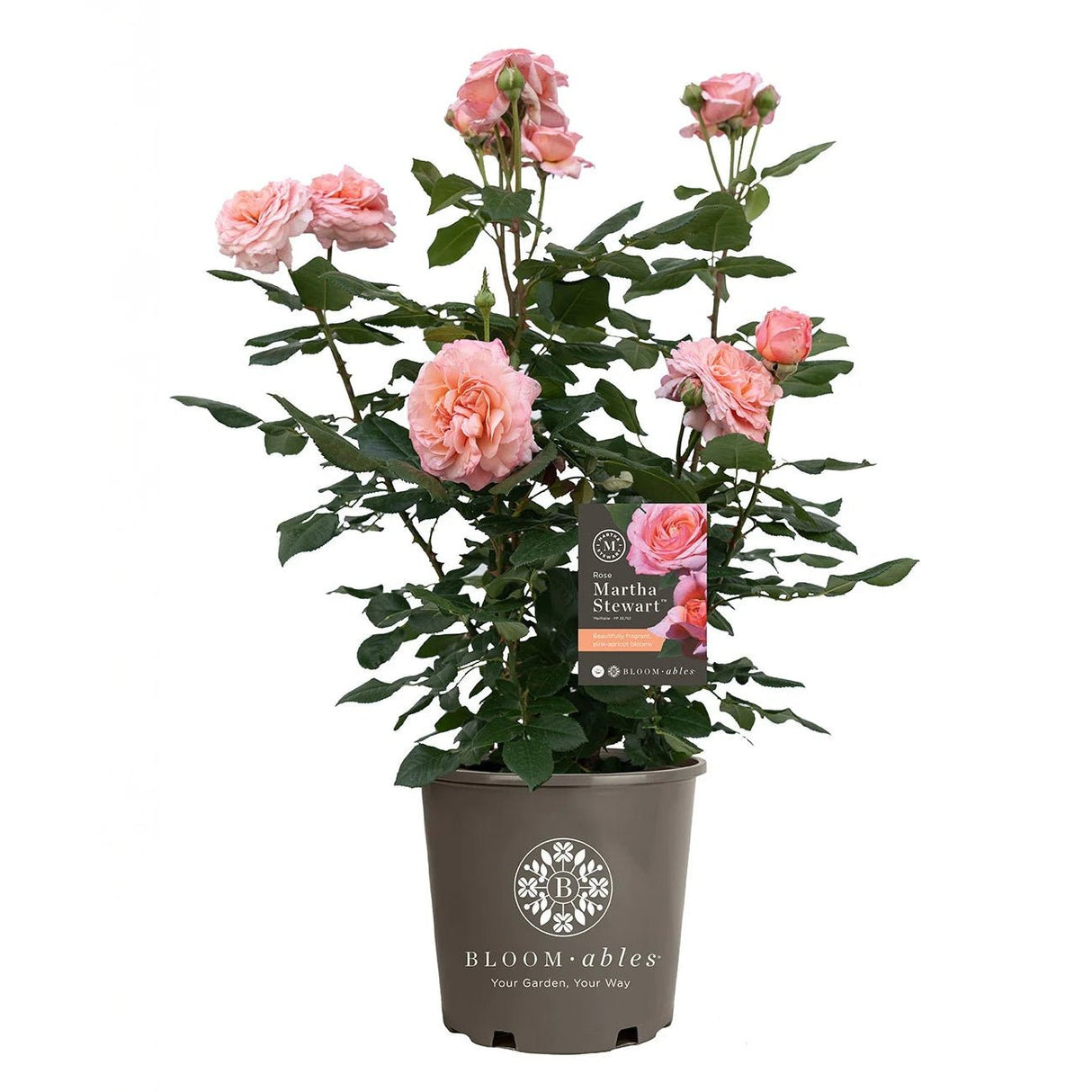Martha Stewart signature rose with pink flowers by Bloomables