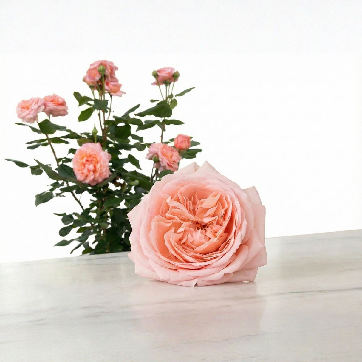 Close-up view of a single Martha Stewart™ Rose bloom featuring ruffled, soft pink and apricot petals, isolated on a clean white background.