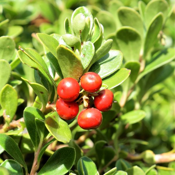 Broad-Leaved Evergreen foliage of Massachusetts Kinnikinnick (Arctostaphylos uva-ursi 'Massachusetts') in a garden setting.