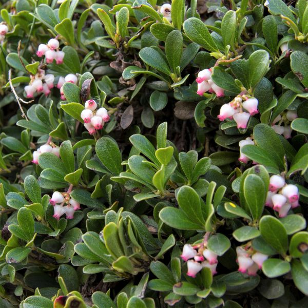 Massachusetts Kinnikinnick (Arctostaphylos uva-ursi 'Massachusetts'), a shrub featuring pink, white flowers and broad-leaved evergreen.