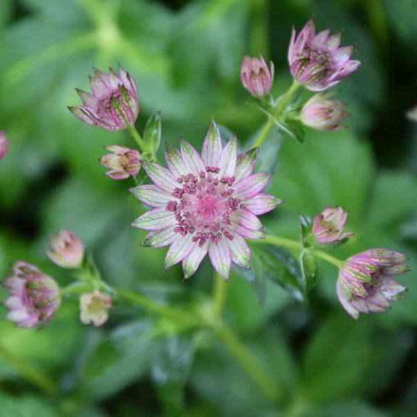 Masterpiece Masterwort (Astrantia major ?Masterpiece?), a perennial featuring pink flowers and perennial.