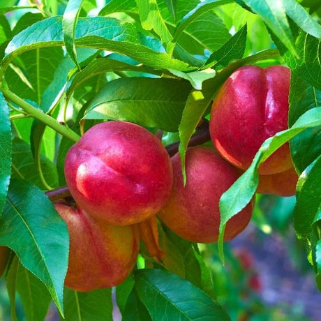 Mayfire Nectarine Tree - Nature Hills Nursery - Paper Pot 4 - 5 Feet -