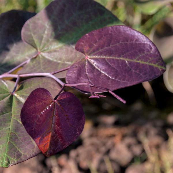 Close-up of pink cercis flowers on Merlot Redbud Tree blooming in early spring.