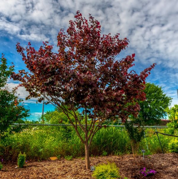 Merlot Redbud Tree (Cercis x 'Merlot'), a tree featuring pink flowers and deciduous.
