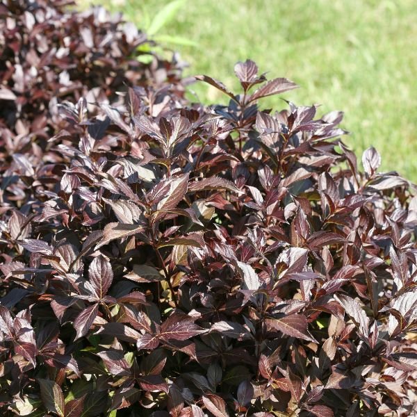 Close-up of pink weigela flowers on Midnight Wine Shine® Weigela blooming in late spring to early summer to early fall.