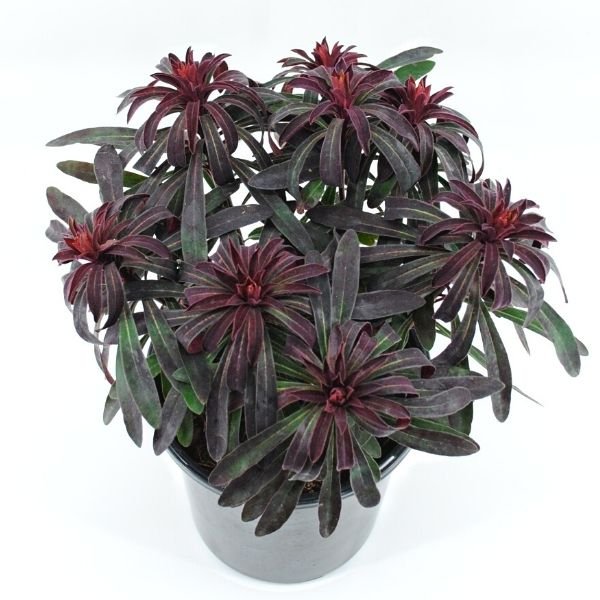 Miner's Merlot Spurge - Nature Hills Nursery - #1 Container 2 Pack -