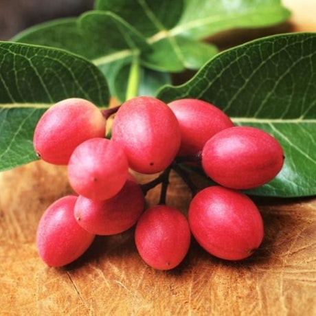 Miracle Fruit - Nature Hills Nursery - #1 Container -