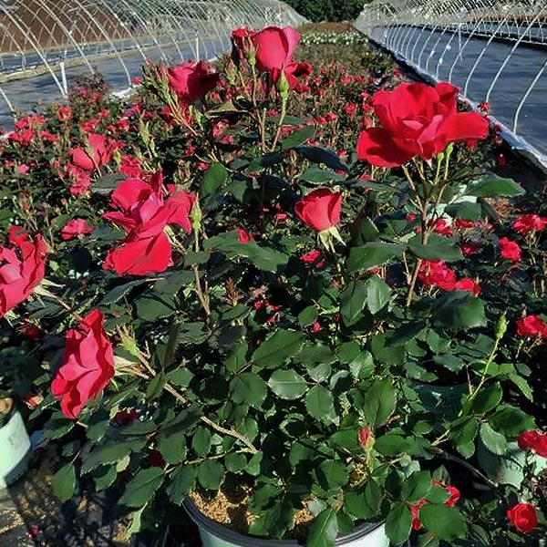 Miracle On The Hudson™ Shrub Rose