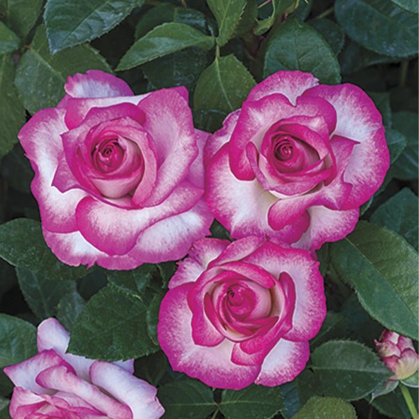 Miss Congeniality™ Rose