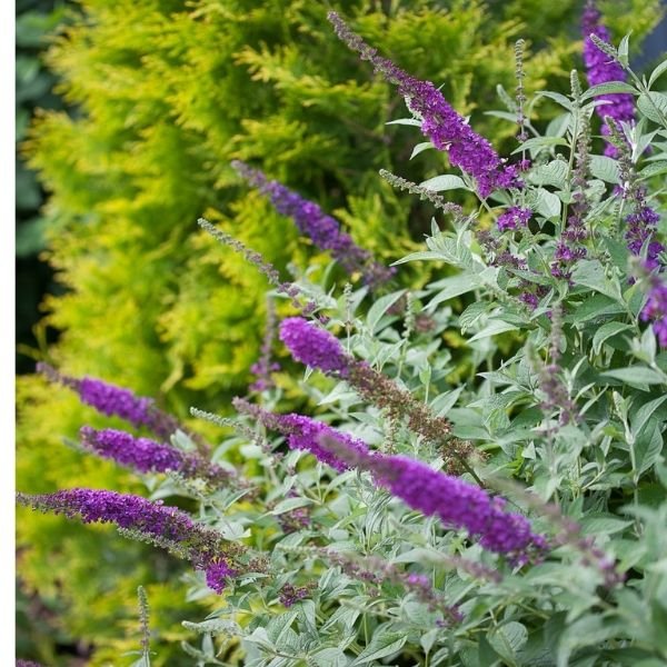Miss Violet Butterfly Bush (Buddleia x 'Miss Violet') foliage and growth habit in the landscape.