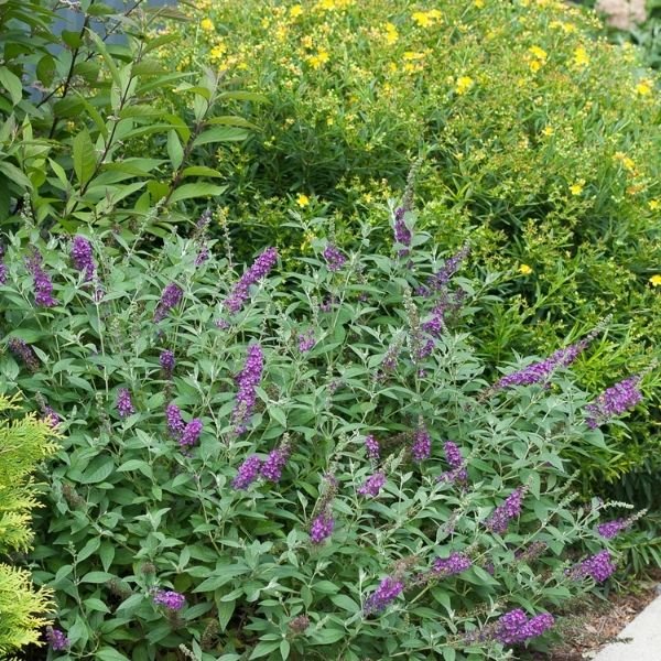 Miss Violet Butterfly Bush (Buddleia x 'Miss Violet') growing in a garden landscape, showing mature shrub form.