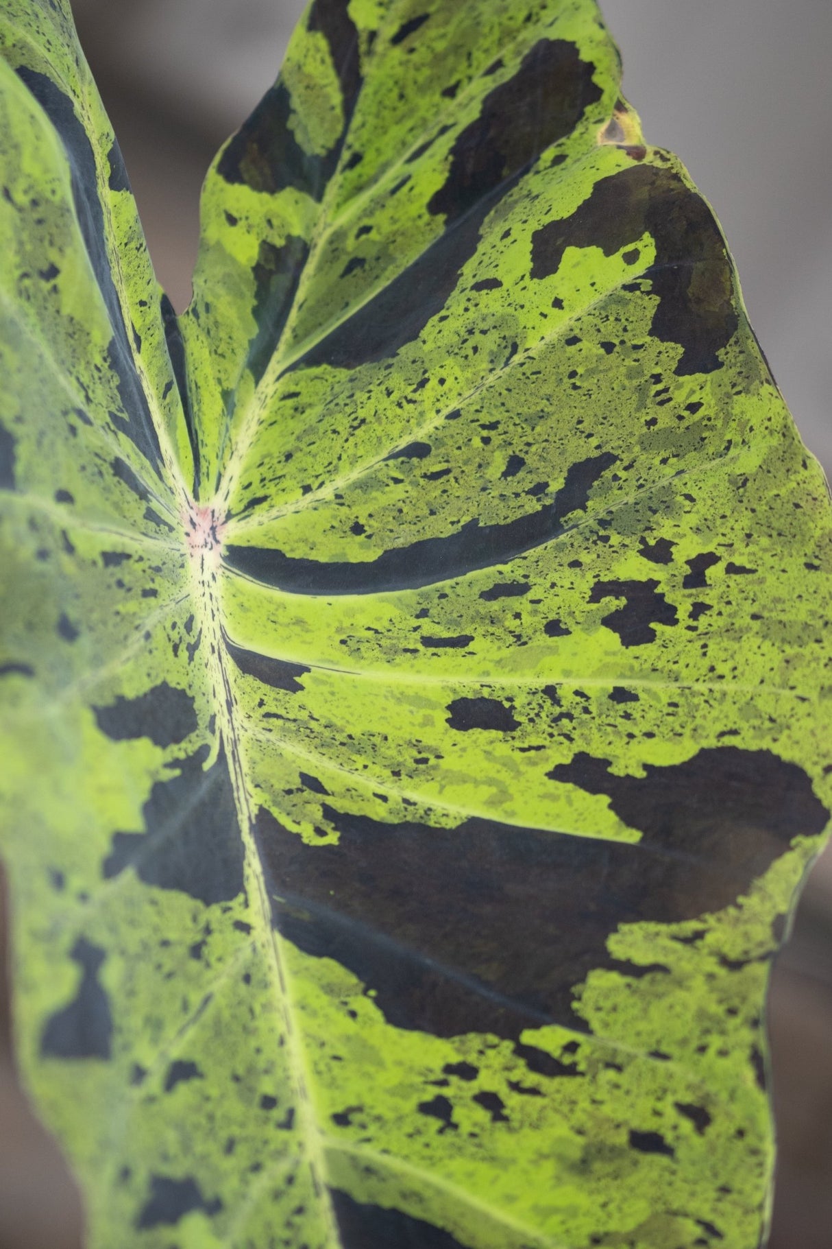 Colocasia Mojito elephant ear leaf showing bold lime green and dark black variegated patterning up close.