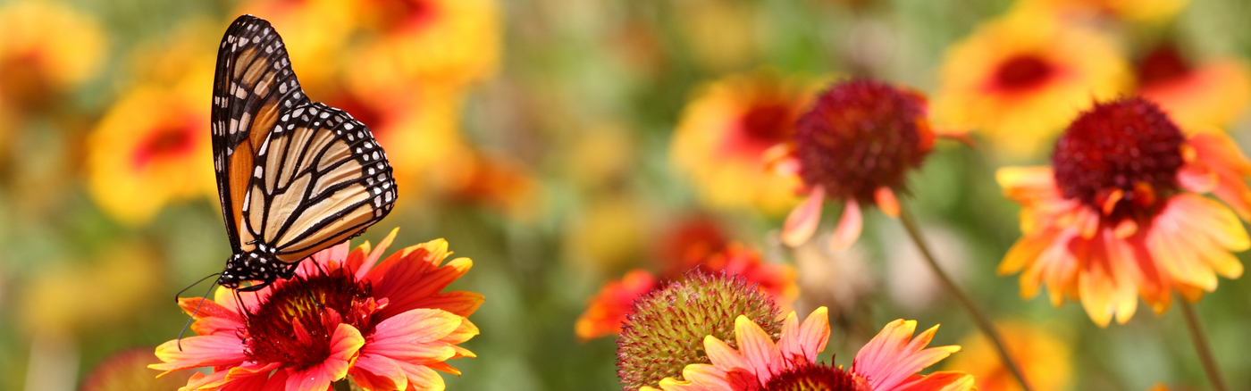 Panoramic close-up of a Monarch butterfly resting on vibrant red and yellow blanket flowers (Gaillardia), set against a blurred, sunny wildflower background.