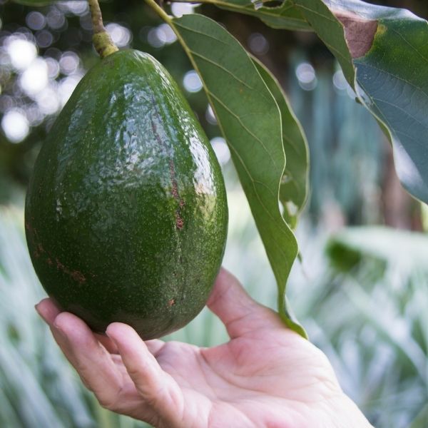 Monroe Avocado Tree - Nature Hills Nursery - #1 Container -