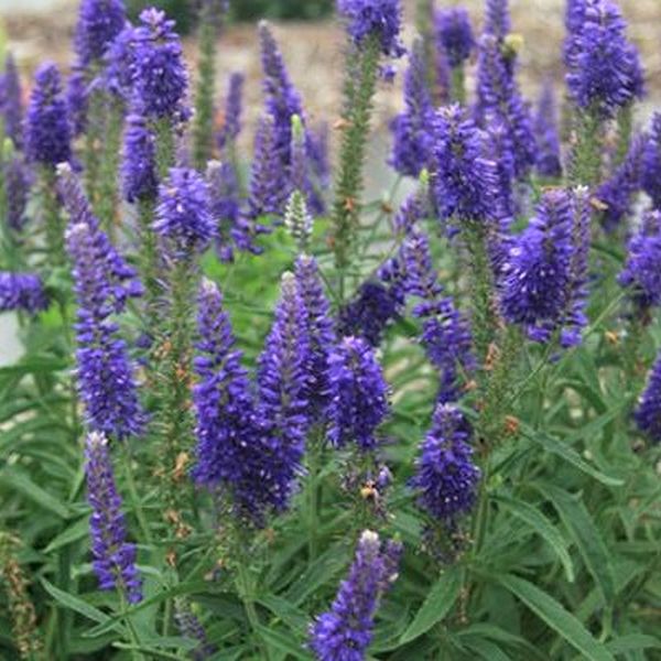 Moody Blues® Dark Blue Veronica