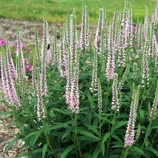 Moody Blues® Pink Veronica