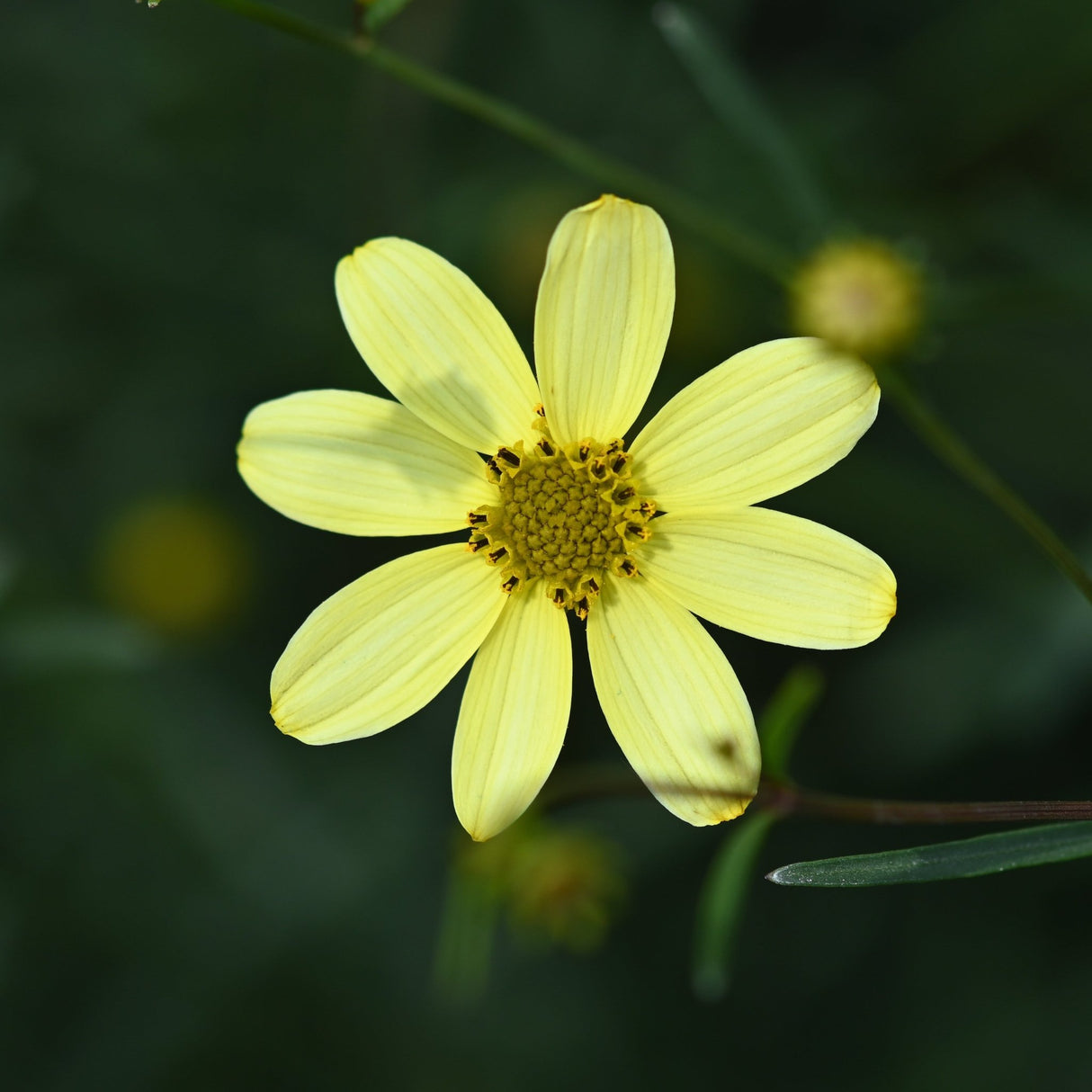 Moonbeam Coreopsis pale yellow daisy-like flower with a golden center blooming against dark green foliage.