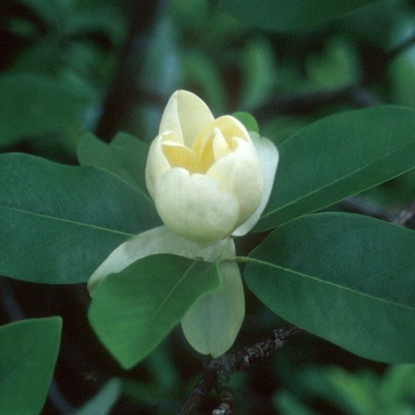 Moonglow® Sweet Bay Magnolia Tree