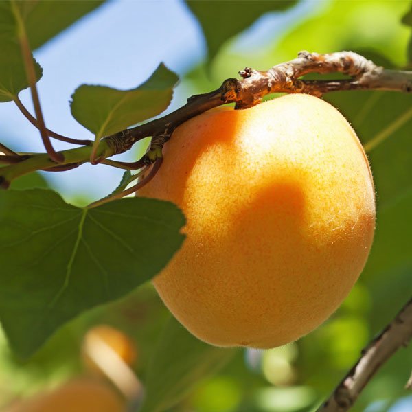 Moorpark Apricot Tree (Prunus armeniaca 'Moorpark'), a tree featuring white flowers and deciduous.