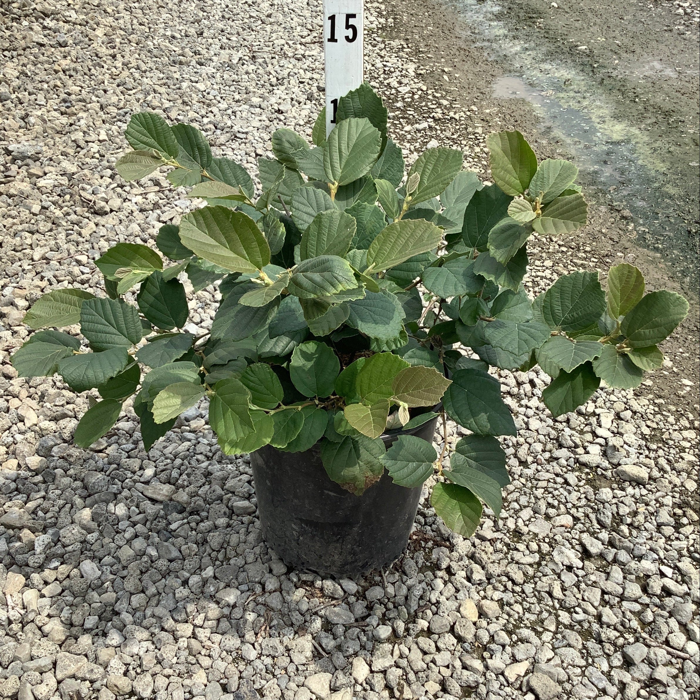 Mount Airy Fothergilla