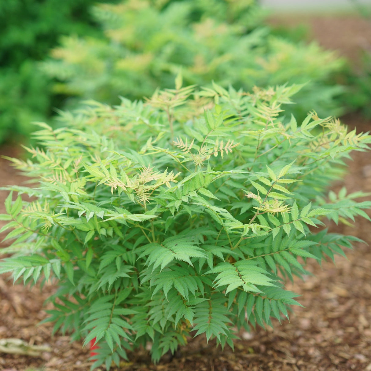 Mr Mustard False Spiraea shrub, front view