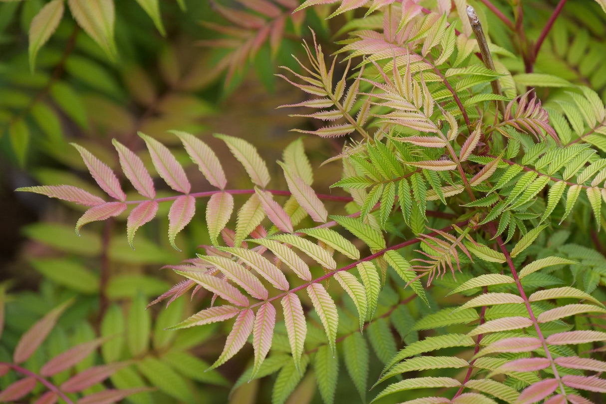 Mr Mustard False Spiraea shrub, lifestyle view