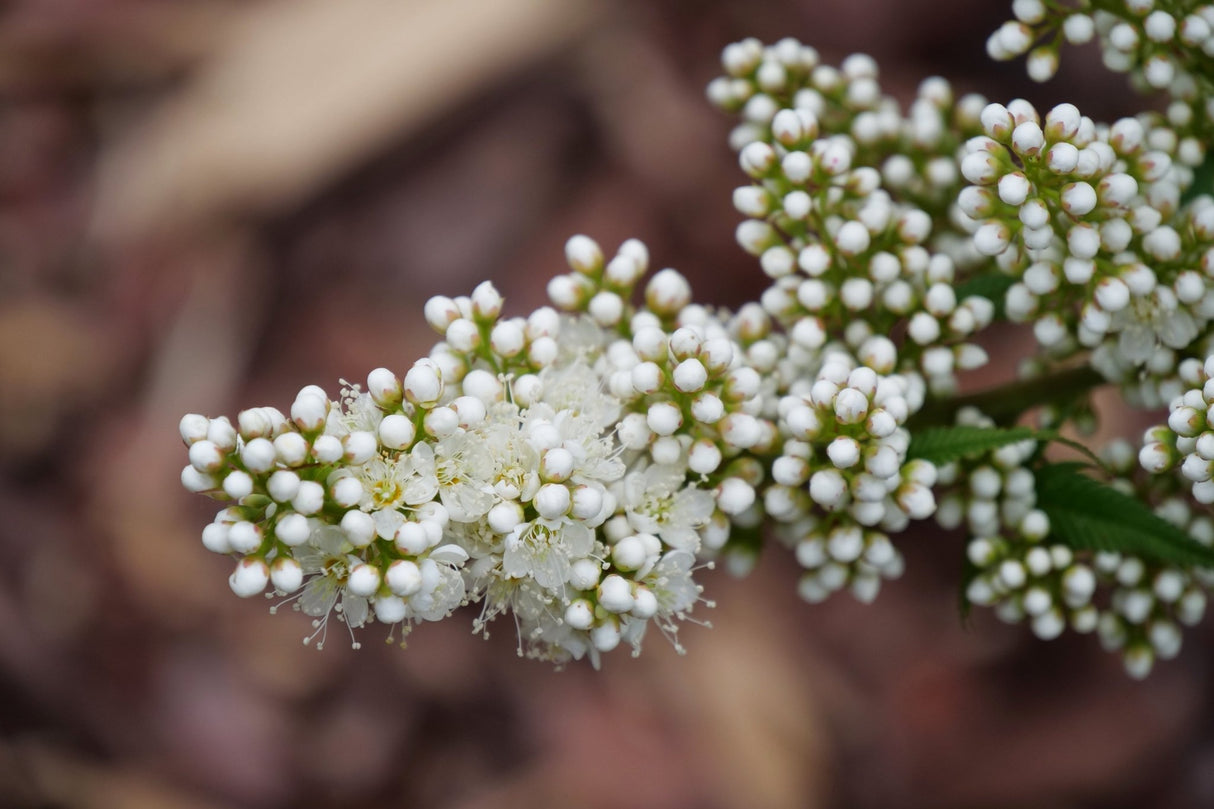 Mr Mustard False Spiraea shrub, foliage detail