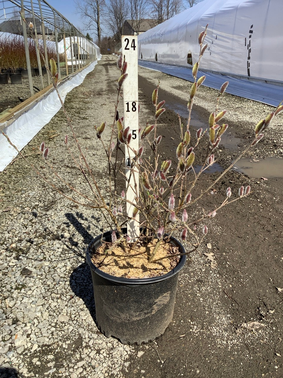 Mt. Aso Pink Japanese Pussy Willow