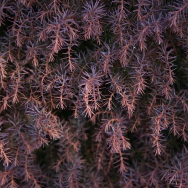 Detail view of Mushroom Japanese Cedar (Cryptomeria japonica 'Mushroom') showing plant structure and foliage.