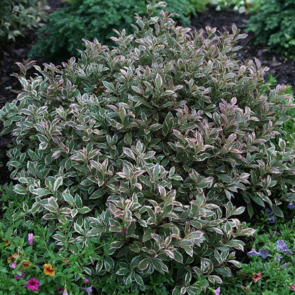 My Monet Purple Effect® Weigela