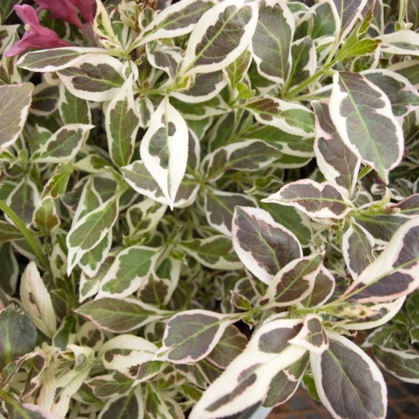 Deciduous foliage of My Monet® Weigela (Weigela florida 'Verweig') in a garden setting.