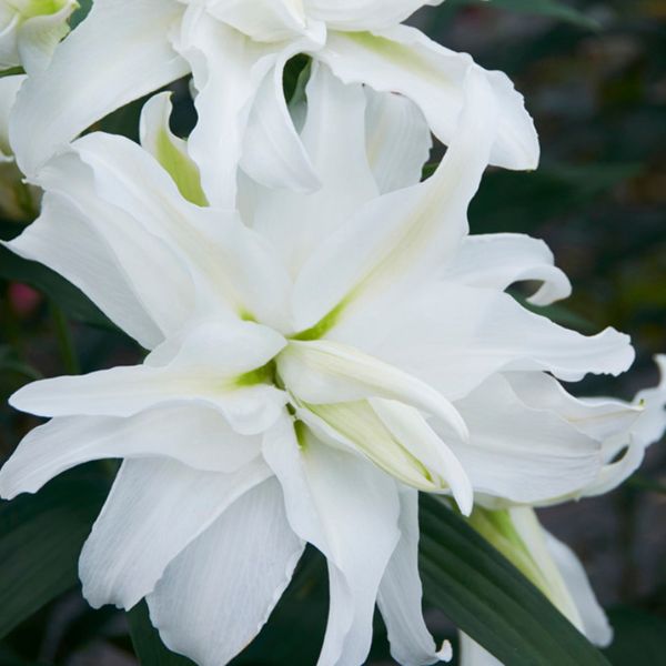 My Wedding Lily - Perennial - Nature Hills Nursery -