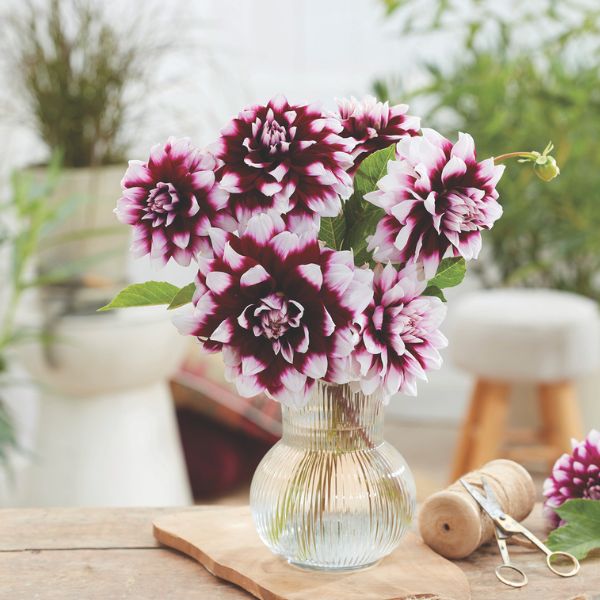 Mystery Day Dahlia Cut Flowers In Vase