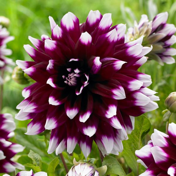 Mystery Day Dahlia Bloom