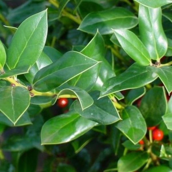 Needlepoint Holly (Ilex cornuta 'Needlepoint'), a shrub featuring white flowers and dense, erect form.