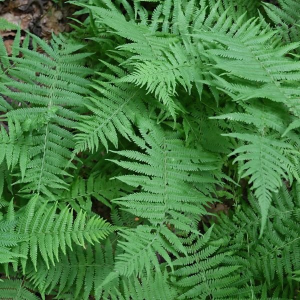 New York Fern (Thelypteris noveboracensis), a perennial featuring perennial and erect form.
