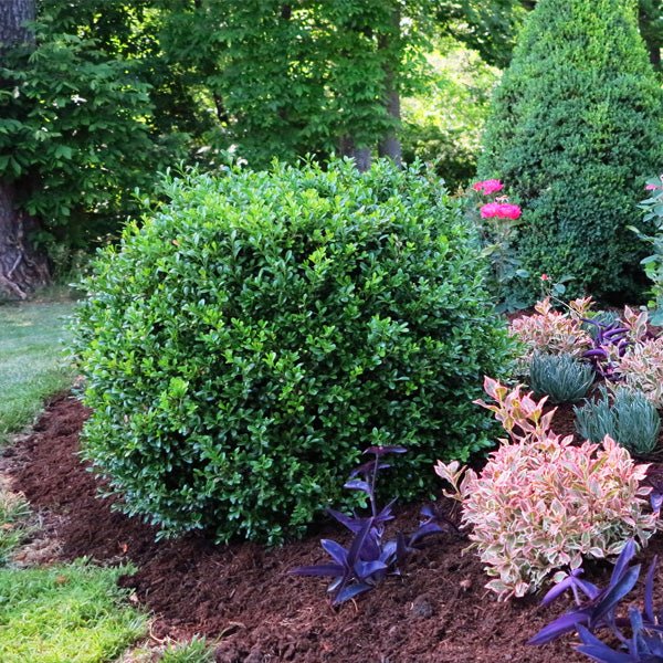 NewGen Independence Boxwood with dense, rounded green foliage in a mulched garden bed with colorful companion plants.