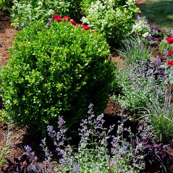 NewGen® Freedom Boxwood - Nature Hills Nursery - #2 Container -