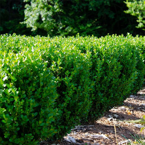 NewGen® Freedom Boxwood - Nature Hills Nursery - #2 Container -