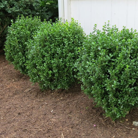 NewGen® Freedom Boxwood - Nature Hills Nursery - #2 Container -
