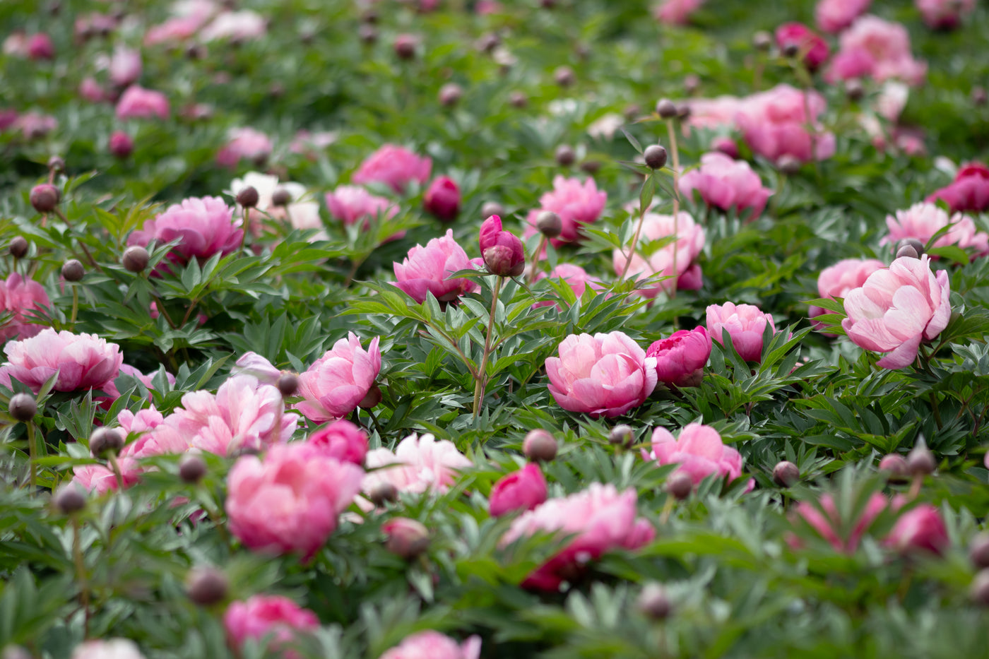 Field of pink peony blooms in various shades from light blush to deep magenta, with round buds and lush green foliage.